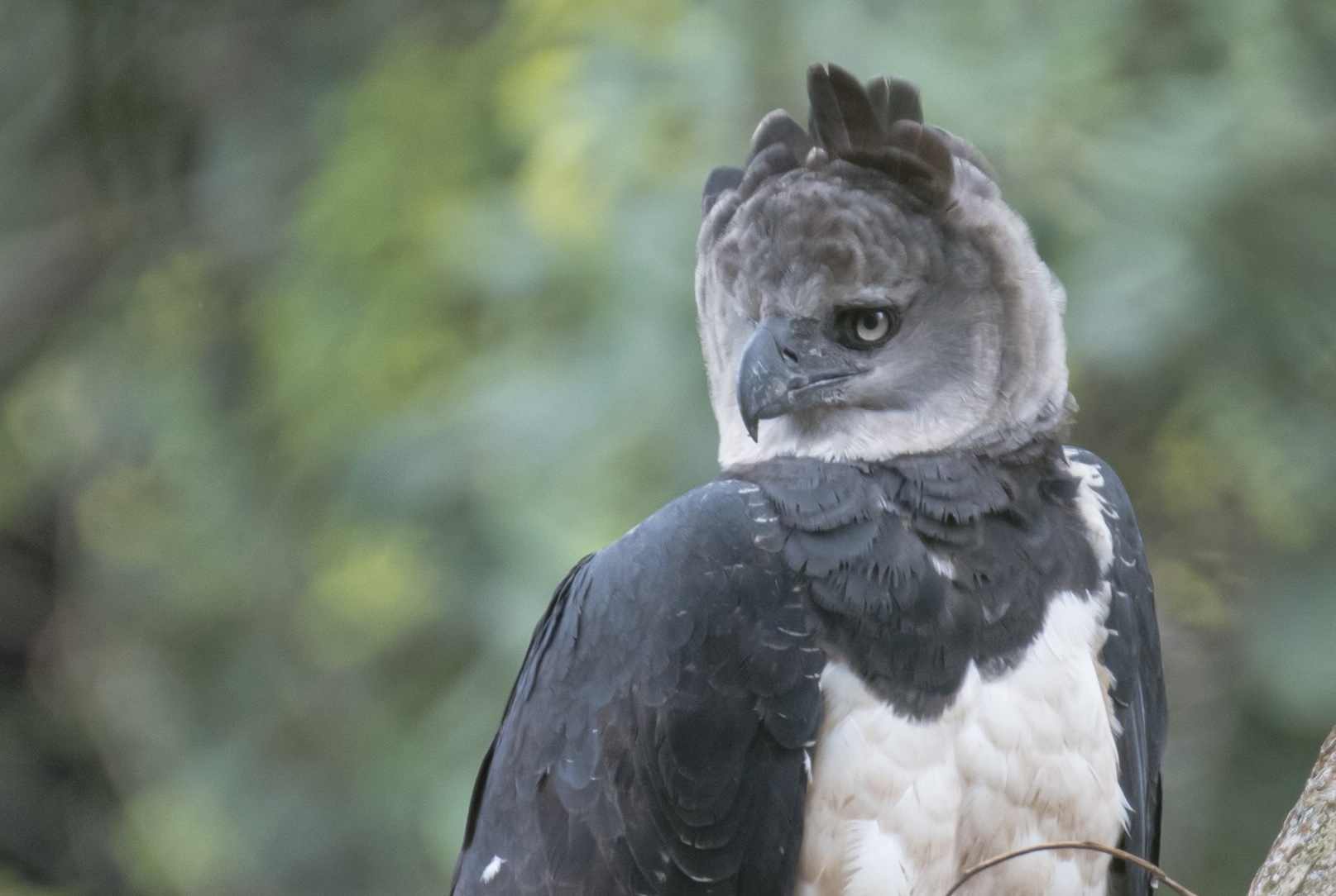 Harpy Eagle: Into the Wild Photography Expedition